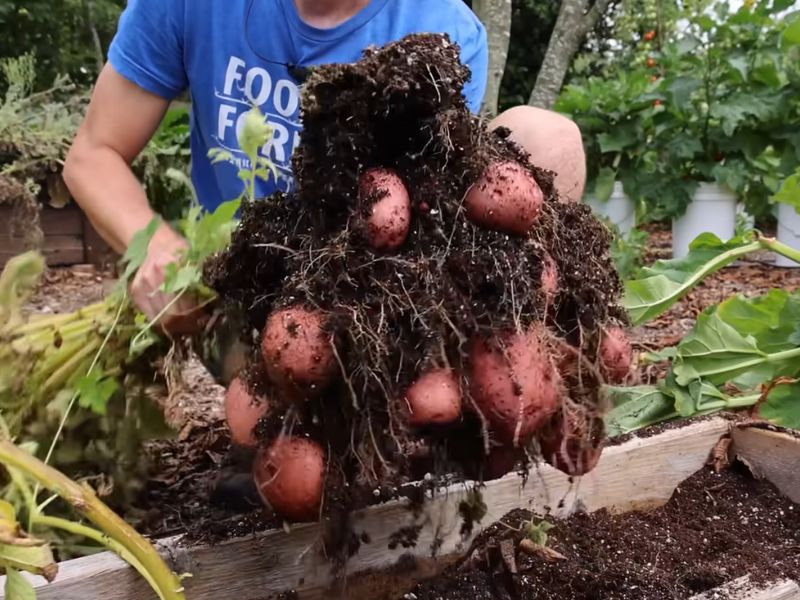 Koje veštačko đubrivo koristiti za krompir