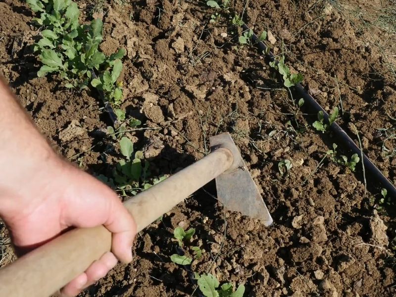 Ovaj mineral poboljšava rast biljaka, oslobađajući hranljive materije, što rezultira povećanjem prinosa useva.
