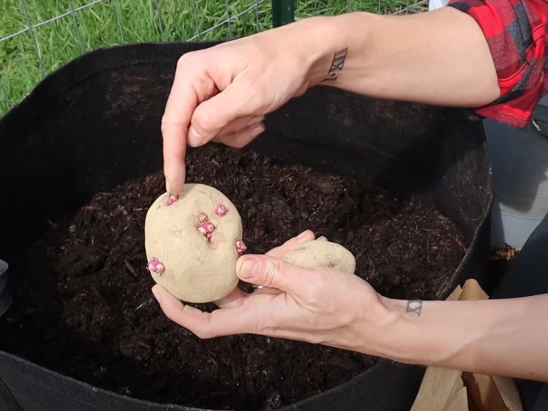 Uzgoj krompira donosi veći prinos, bolji kvalitet i mogućnost sadnje u malim prostorima.