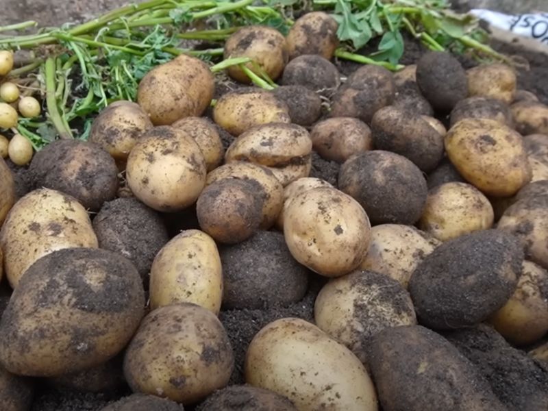 Uzgoj krompira na ovakav način povećava prinos, olakšava berbu i smanjuje rizik od bolesti.
