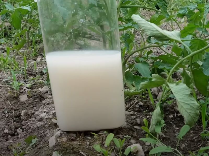 rastvor od mleka u bašti sa povrćem