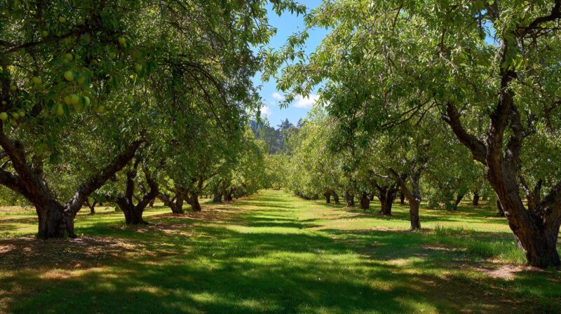 Lepo održavan voćnjak