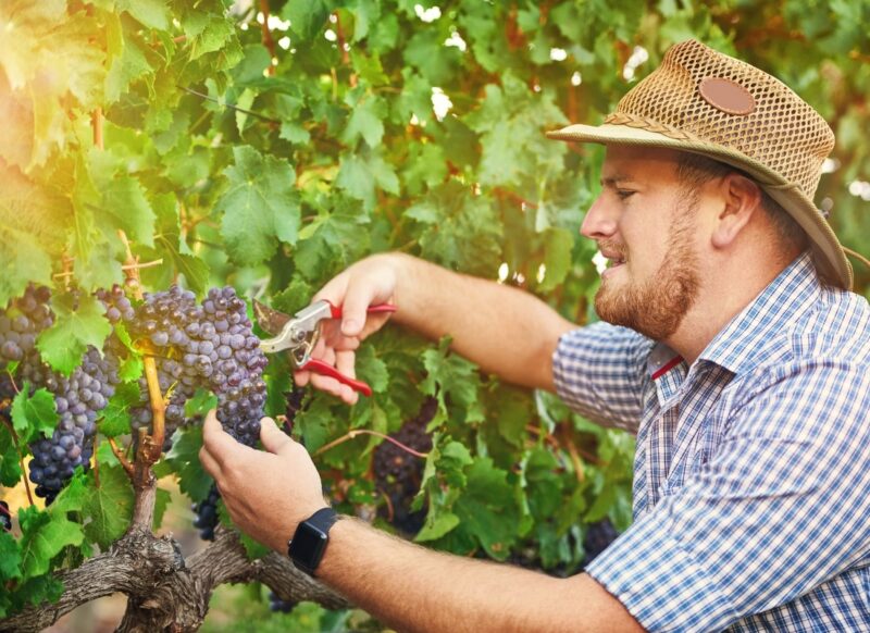 prikaz muškarca koji koristi Makaze i seče grožđe u vinogradu