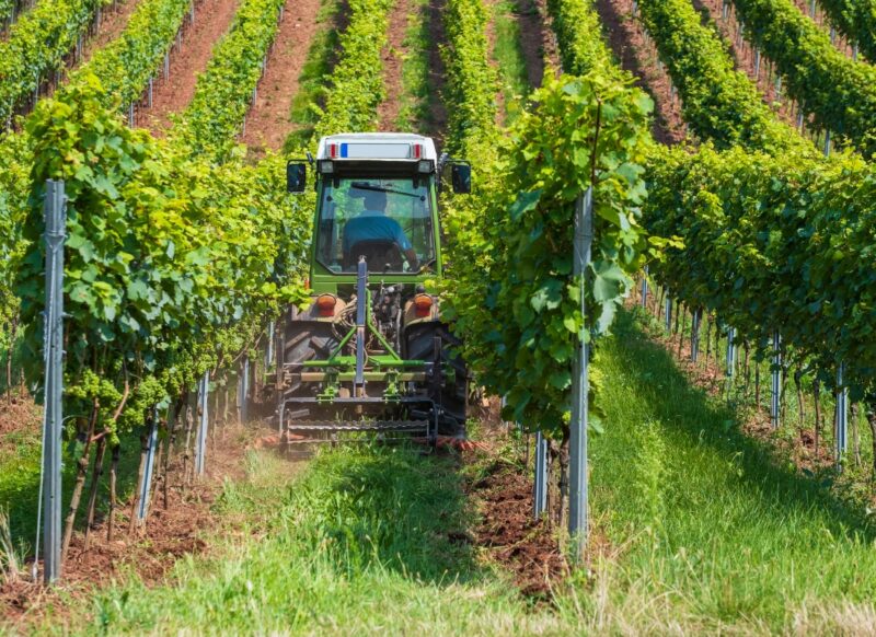 prikaz freze u vinogradu