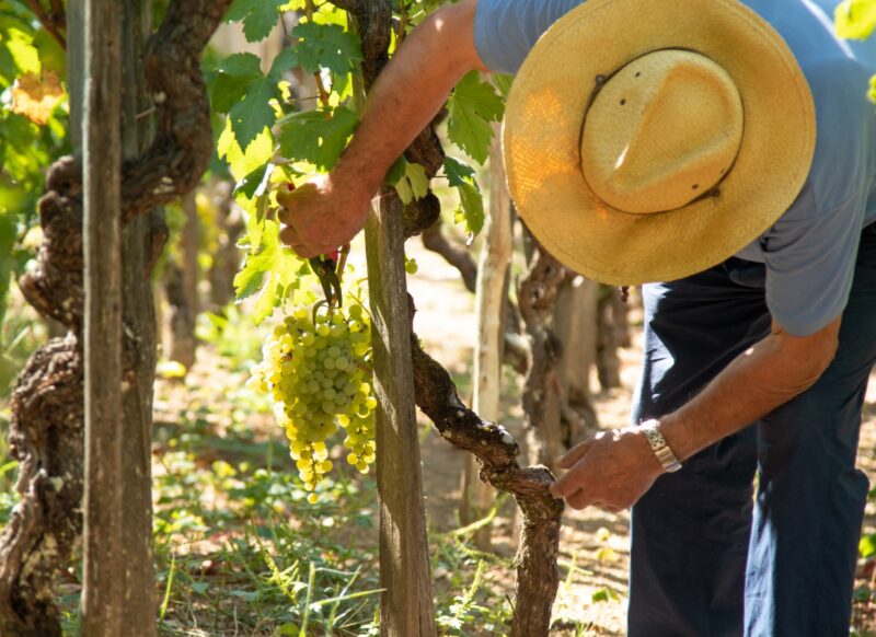prikaz starije muške osobe u vinogradu