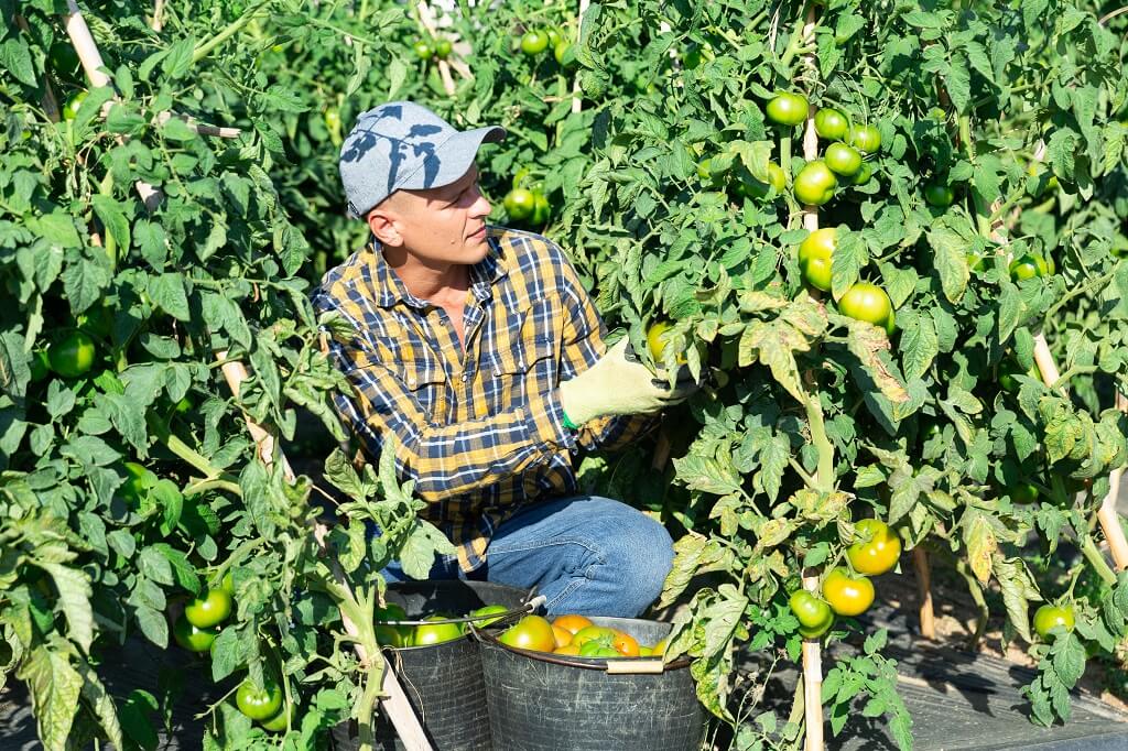 Berba paradajza u bašti