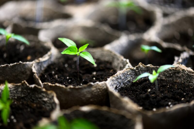 prikaz rasadnika paprike