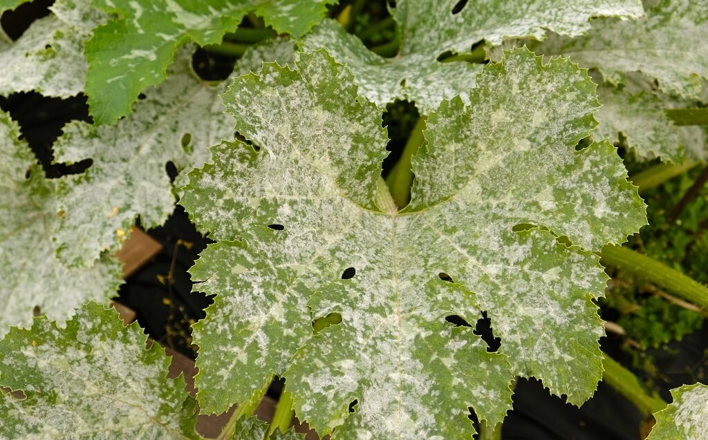 Pepelnica na listovima tikvice