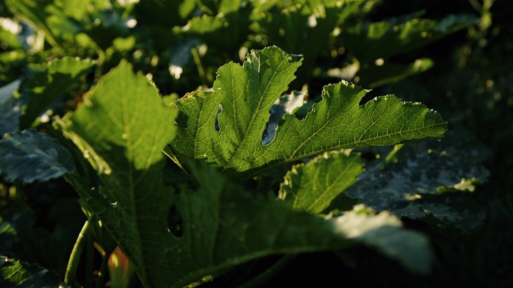 Pepelnica je patogen koji nanosi štetu tako što se gubi lisna masa