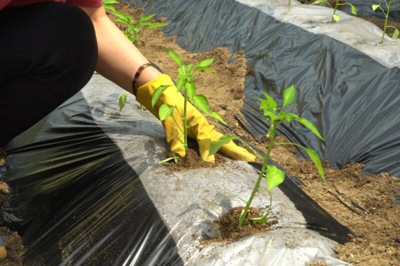 osoba presađuje papriku