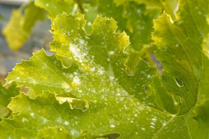 Tikvice i krastavci pepelnica