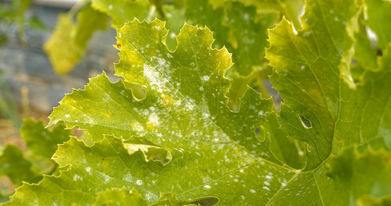 Tikvice i krastavci pepelnica